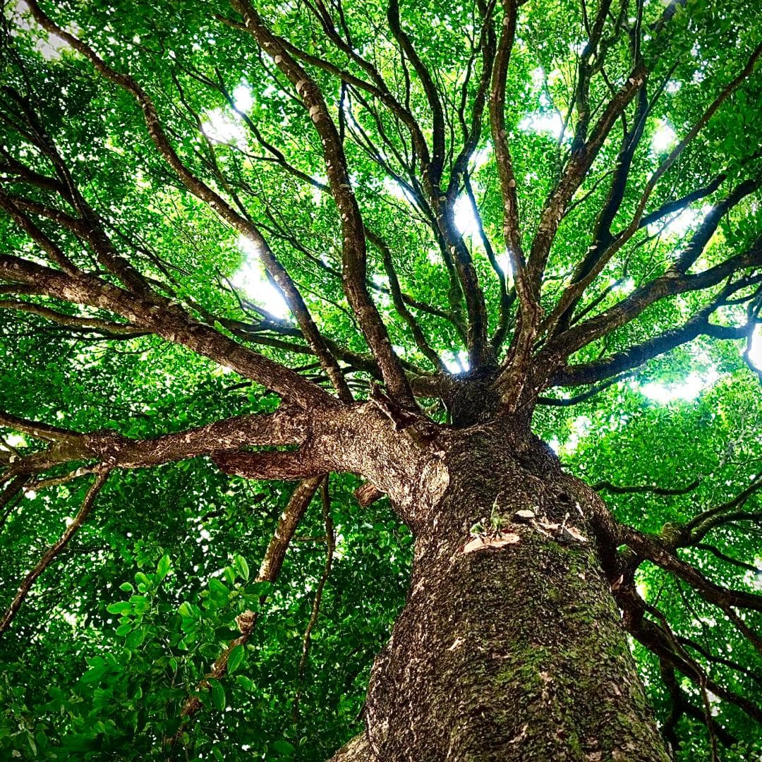 Standing on Living Soils… Looking back from the Future
