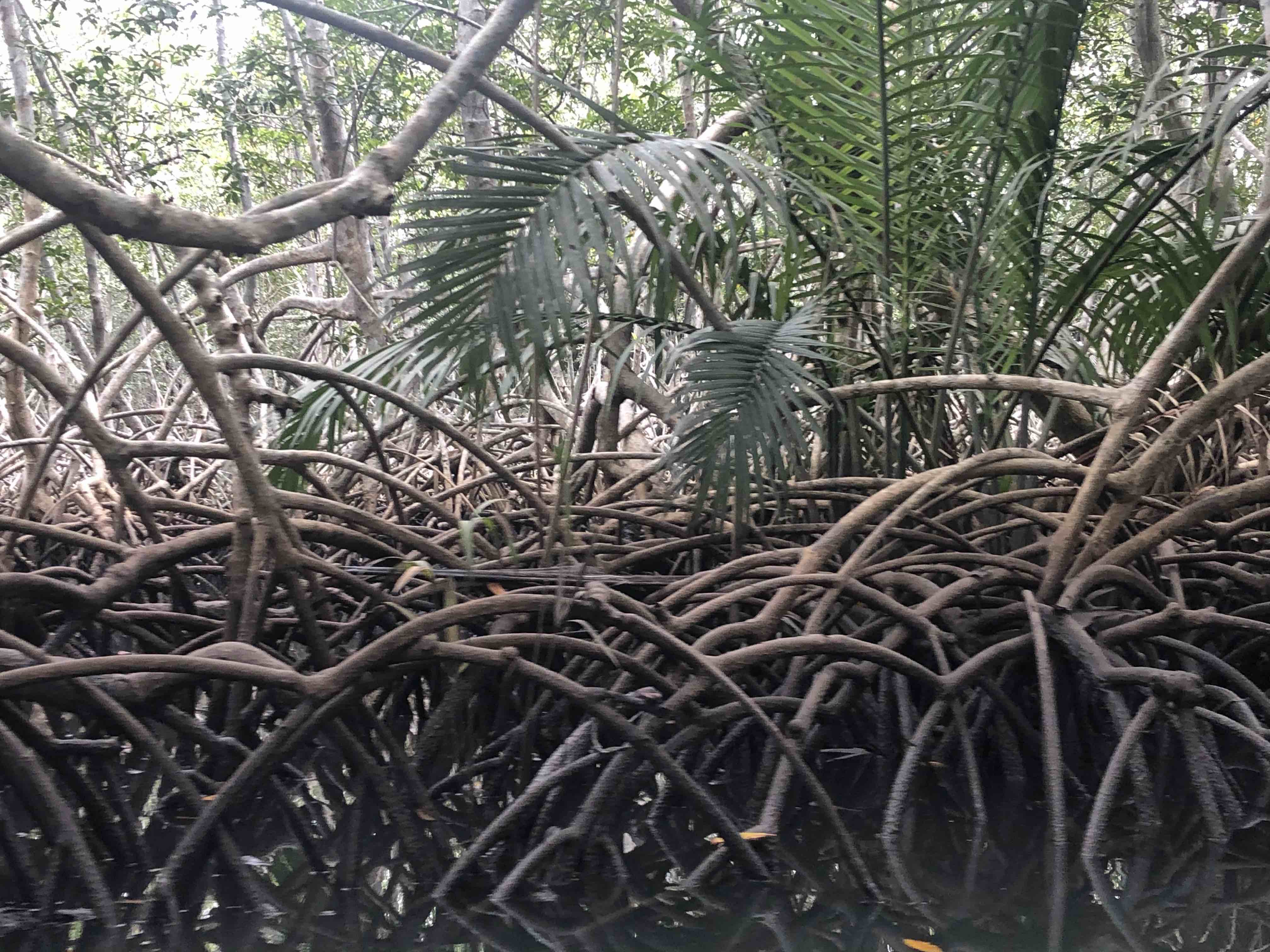 Stilt Roots and Power